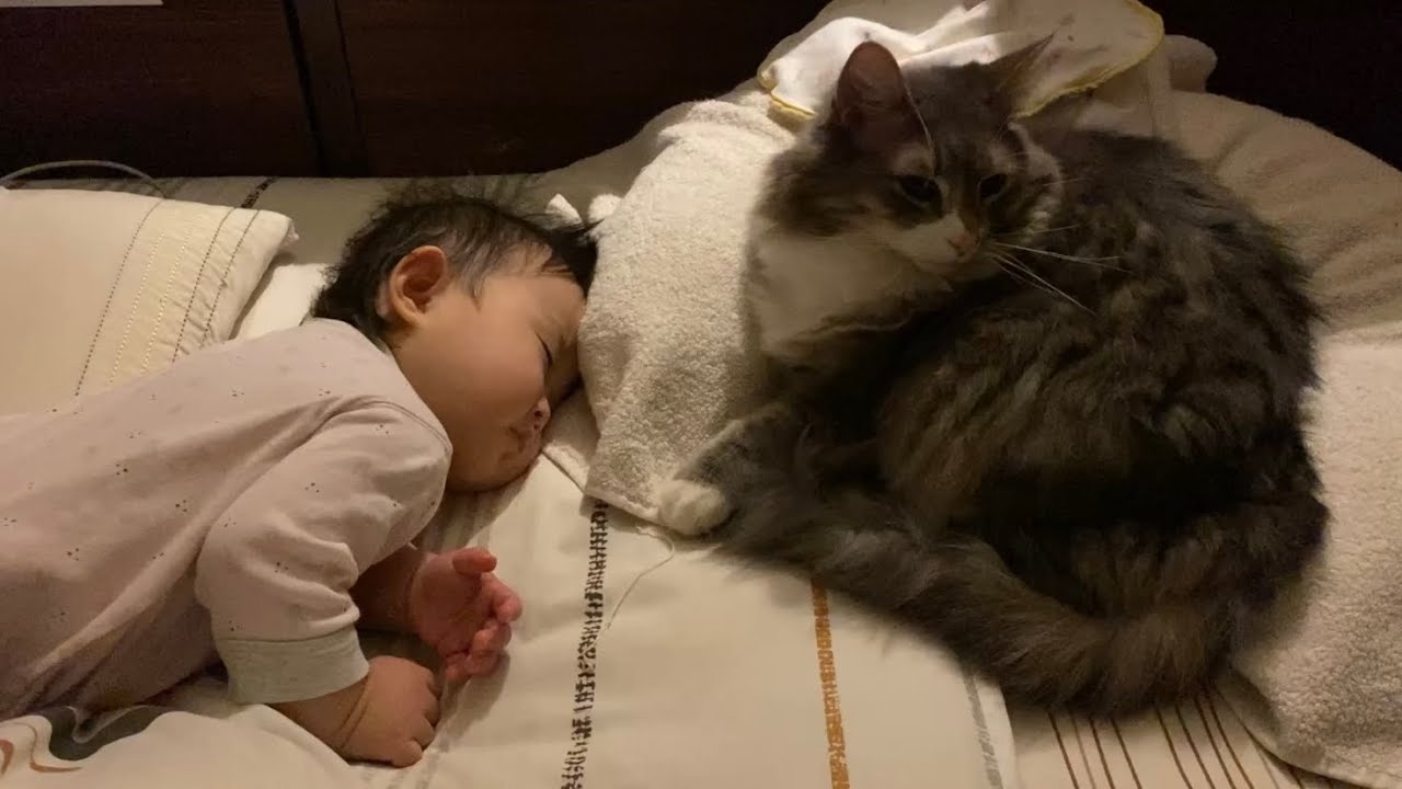 他の名前で呼ばれても甘えに来てくれる猫　ノルウェージャンフォレストキャットcat that will approach you even if you call it by another name