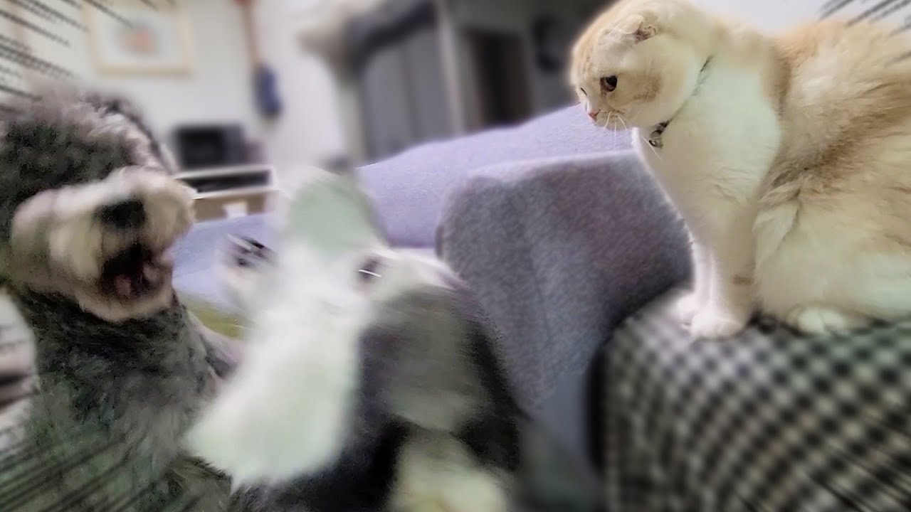 犬の喧嘩を目撃した子猫の行動に驚きました...