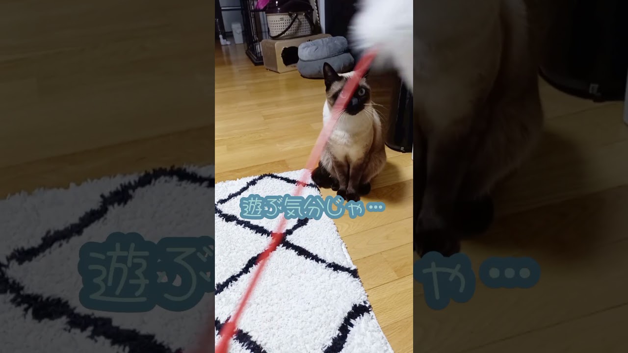 【猫】かまってくれないロイド🐱#shorts #猫 #シャム猫ミックス