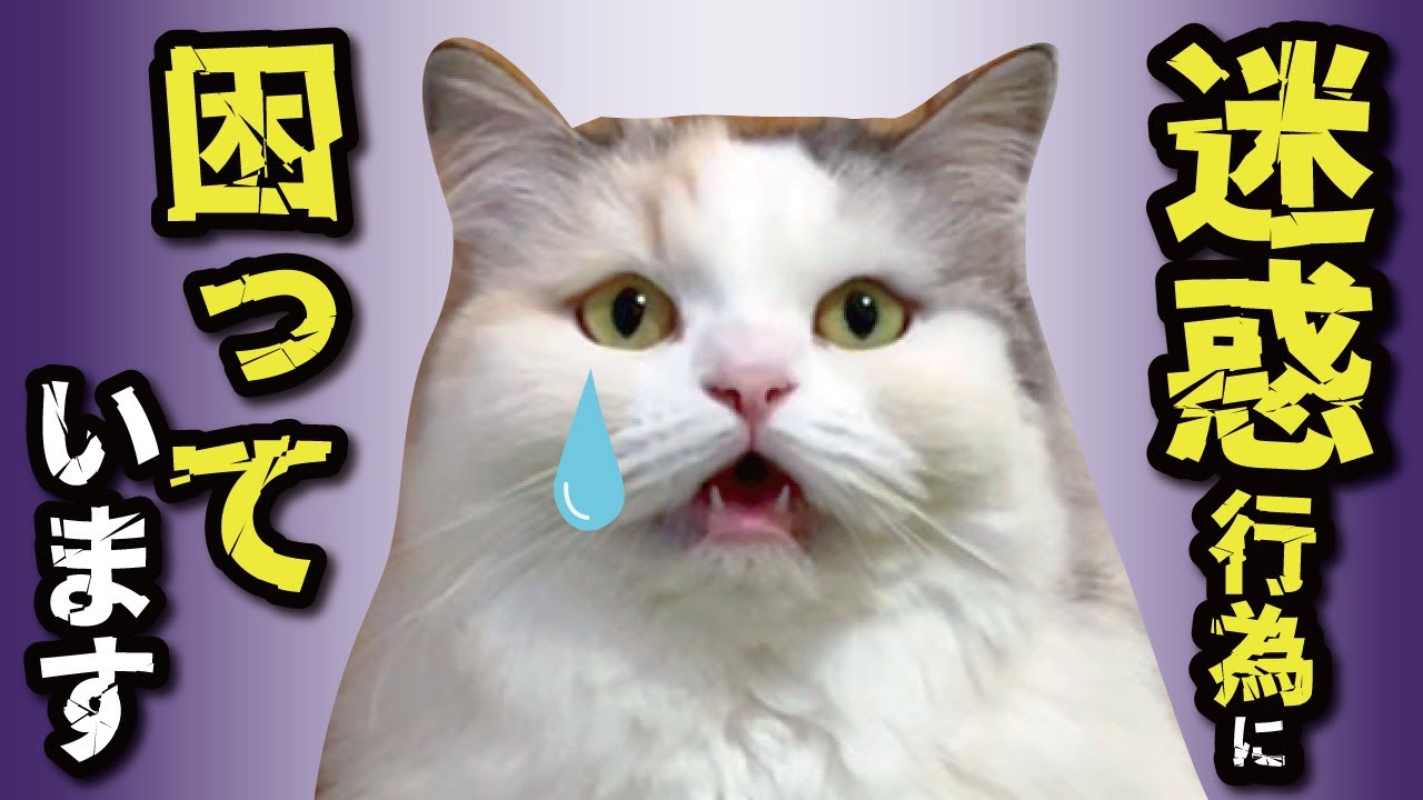 【お願い】ガチで勘弁してください…【関西弁でしゃべる猫】