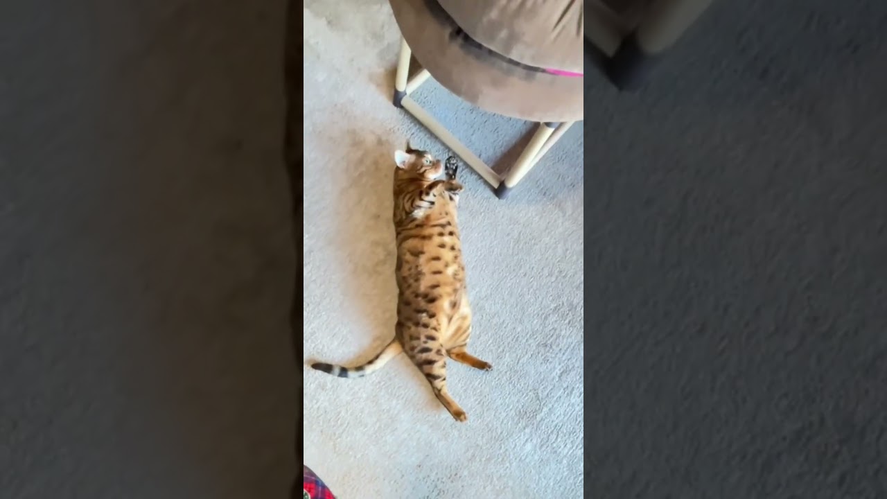 踊るヌコ💕エル君♬  #shorts #ベンガル #short #shortvideo #cat #猫 #고양이 #cats