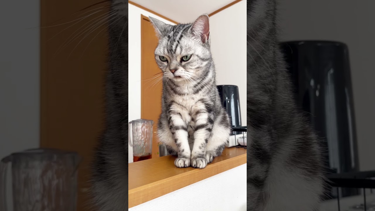 別に怒ってないのよ #shorts