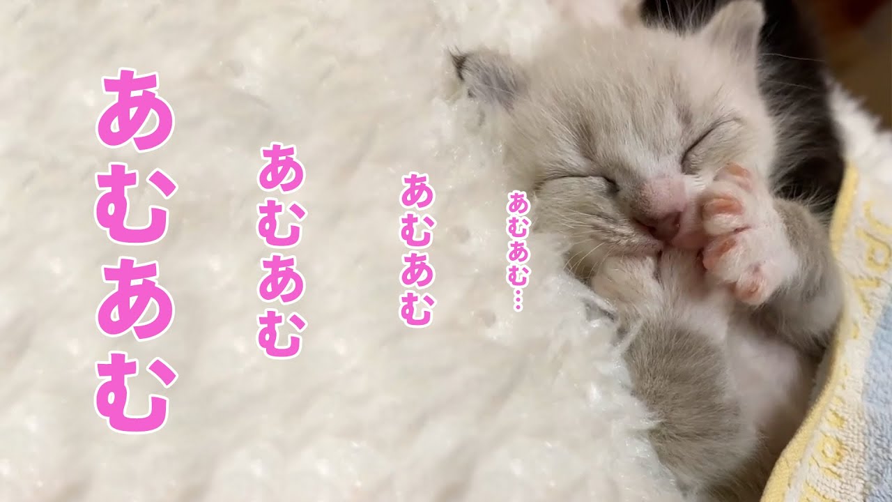 肉球をあむあむする子猫