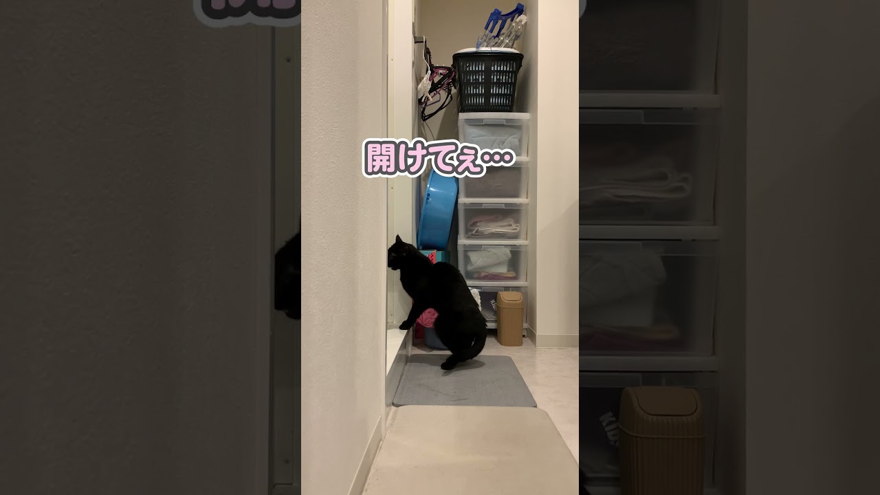 飼い主と一緒にお風呂に入る猫