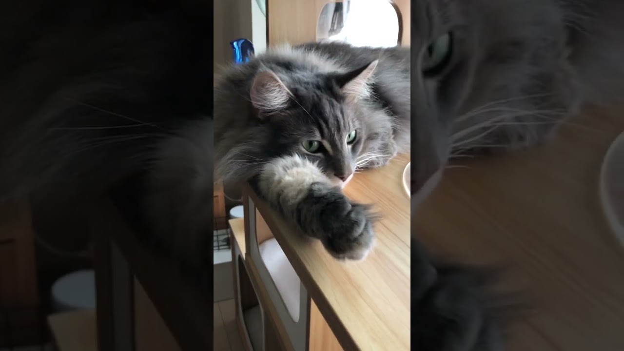 カイくんの感謝表現 #shorts #猫動画 #ノルウェージャンフォレストキャット #サイベリアン #cat #まな猫