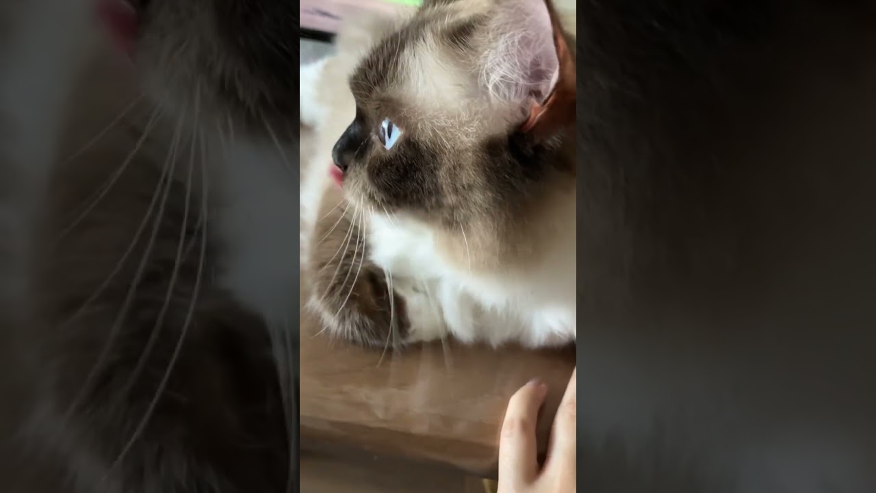 たぬきに似た猫のラグドールの日常