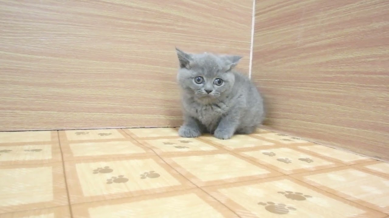 ペットショップcoo&riku No.00622852 ブリティッシュショートヘアー