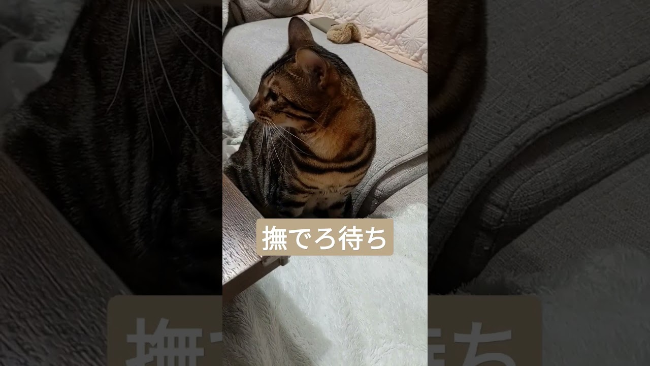 撫でられ待ちのベンガル　#shorts