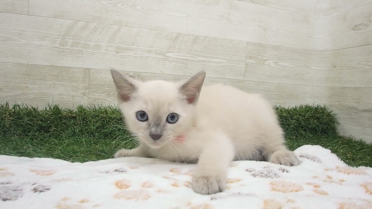 Coo&RIKU　No00622884 トンキニーズ