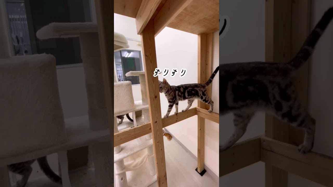 すりすり#アメリカンショートヘア #猫 #猫動画 #猫好きさんと繋がりたい #すりすり #甘えん坊の猫 #甘えん坊 #かわいい猫 #かわいい#ペットモデル大募集