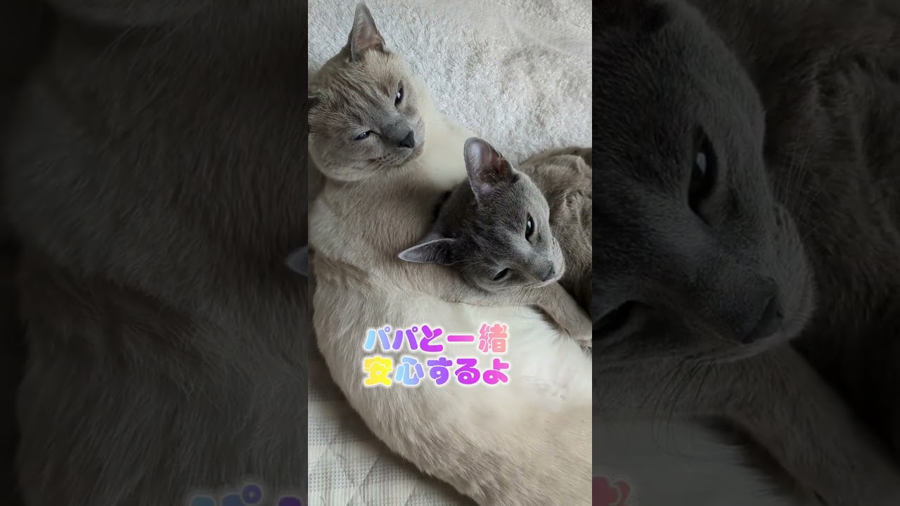 手術後にパパに甘えるユーリ🐈‍⬛💗 #ロシアンブルー #russianblue  #子猫