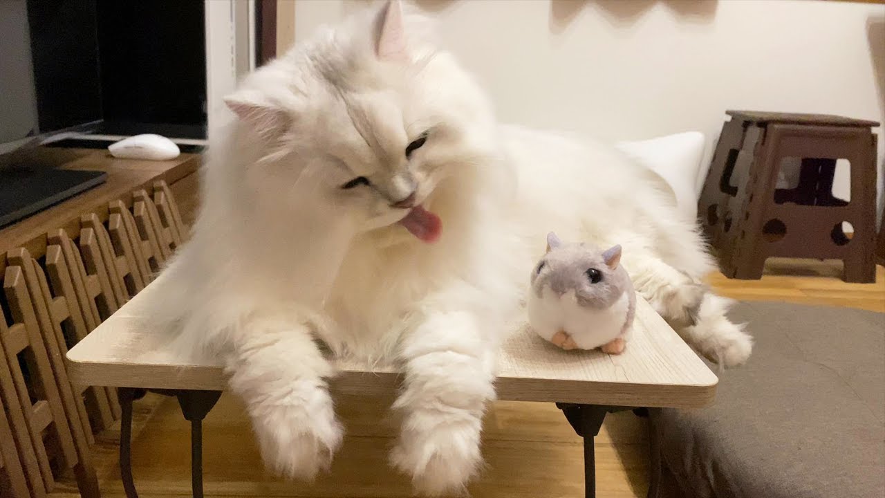 ハムスターとペルシャ猫は相性が悪いです