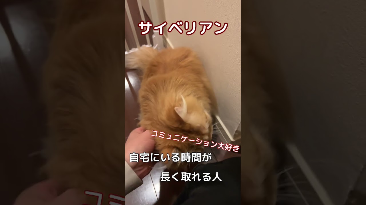 サイベリアンはこんな人にオススメです　#shorts