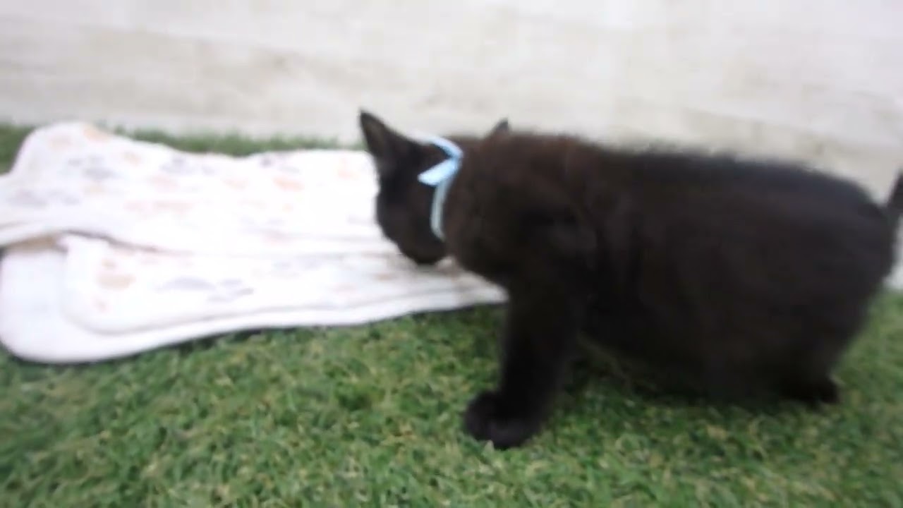 00601155 ボンベイ