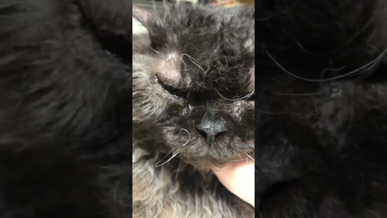 お腹に張り付いて降りないセルカークレックスのシュワン