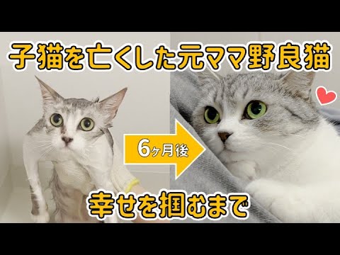 子猫を亡くしたママ野良猫が幸せを掴むまでの6ヶ月間【保護猫｜らかん｜6ヶ月総集編】