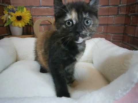 623984 アメリカンカール