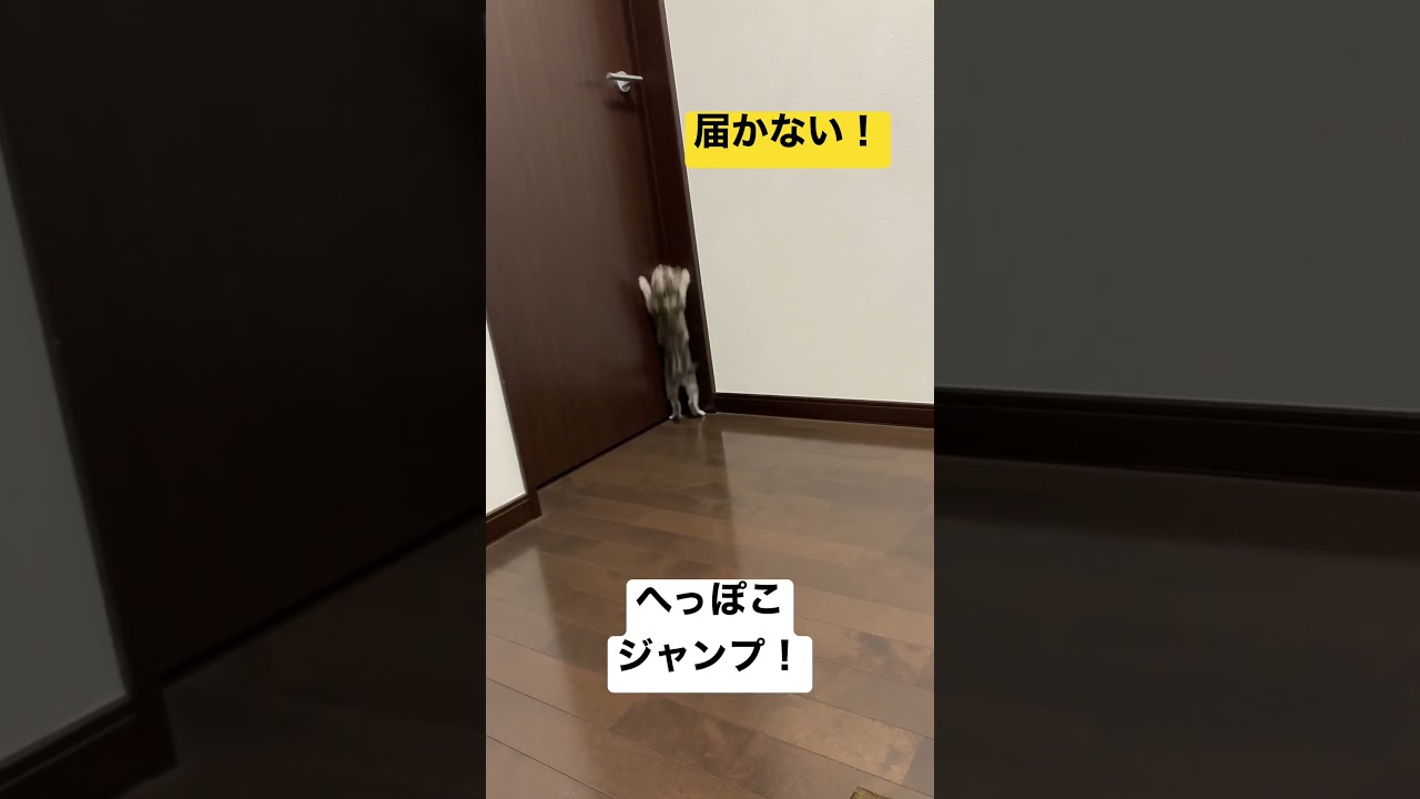 ドアをあけたい子猫🐱 #cat #アメリカンショートヘアー #子猫