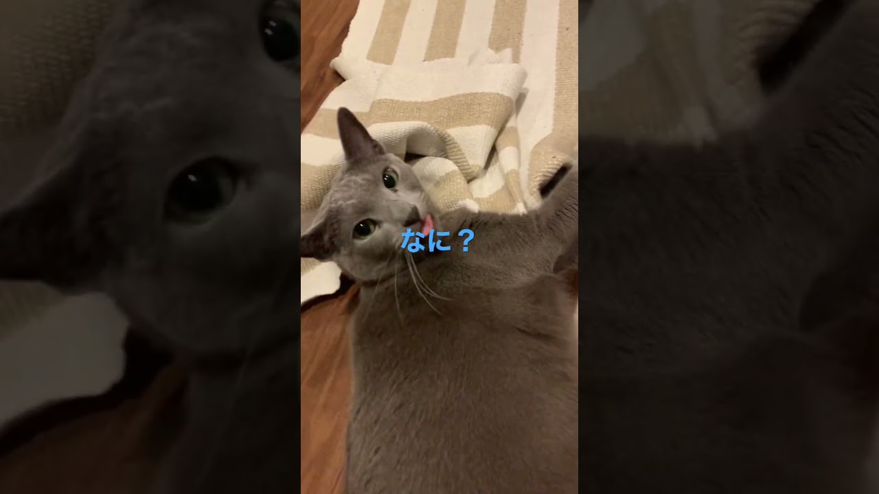 夜のひとコマ🐱#shorts #ねこ #ロシアンブルー #russianblue