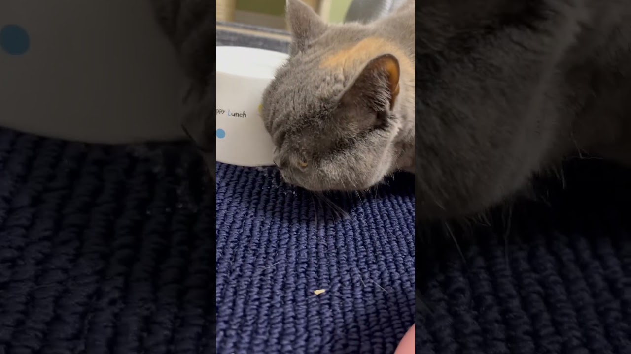 溢れた方を飲む【ブリティッシュショートヘア/british shorthair】billee