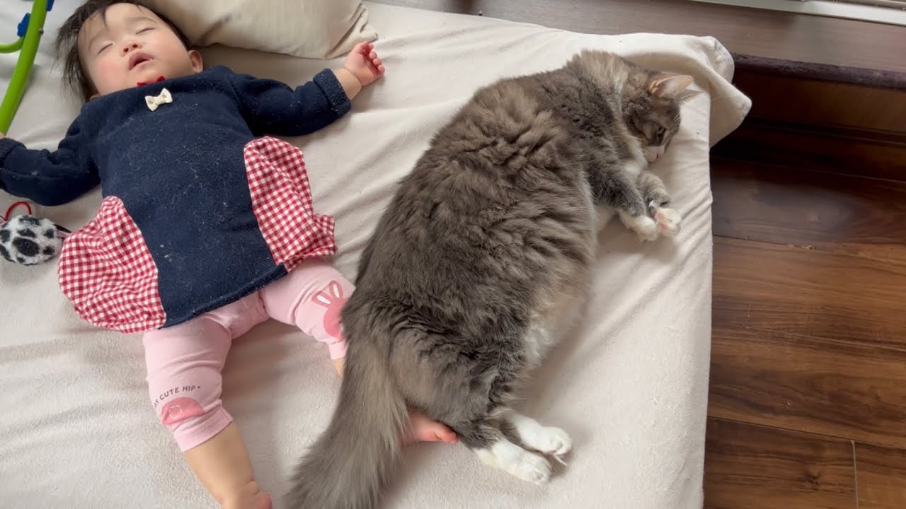 寝ている赤ちゃんにモフモフを提供する猫　ノルウェージャンフォレストキャット　A cat providing warmth to a sleeping baby