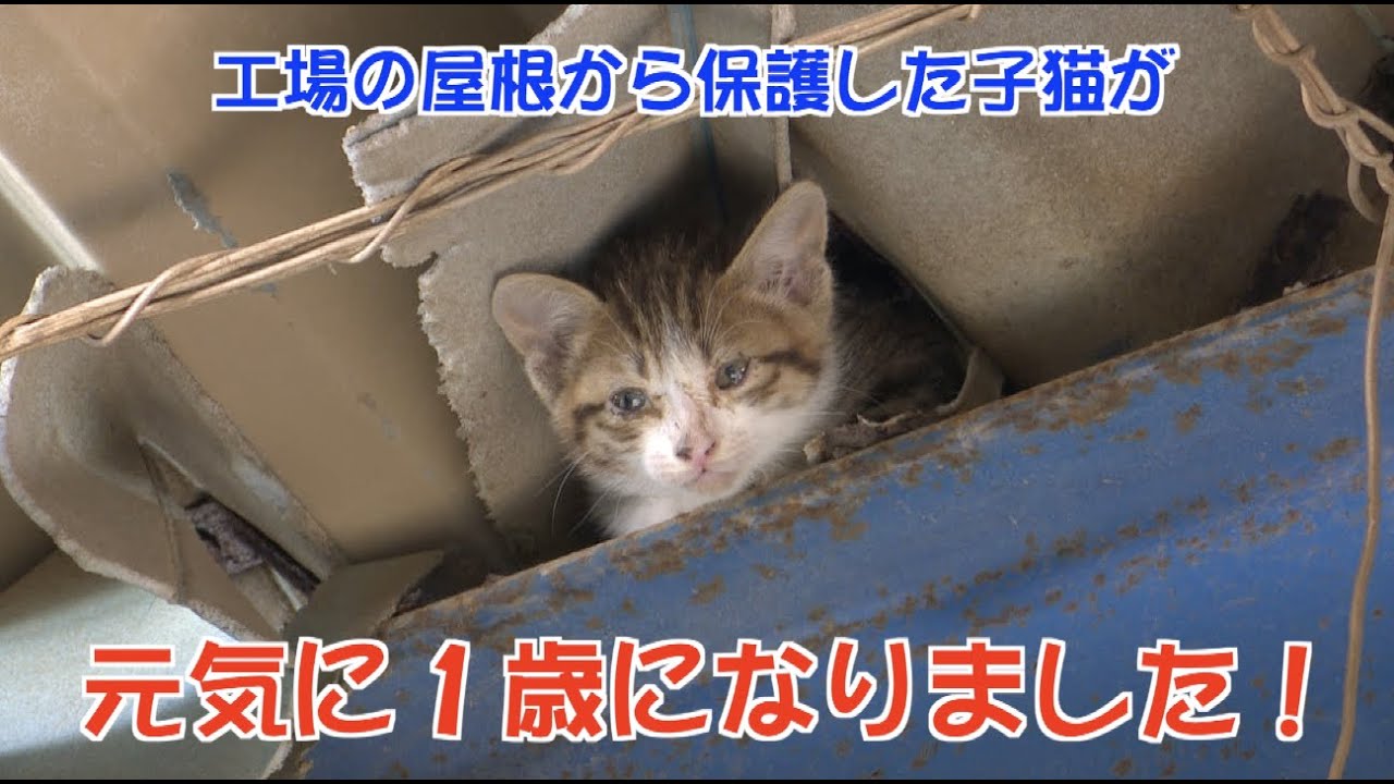 【保護猫】工場の屋根から保護した子猫が元気に１歳になりました！