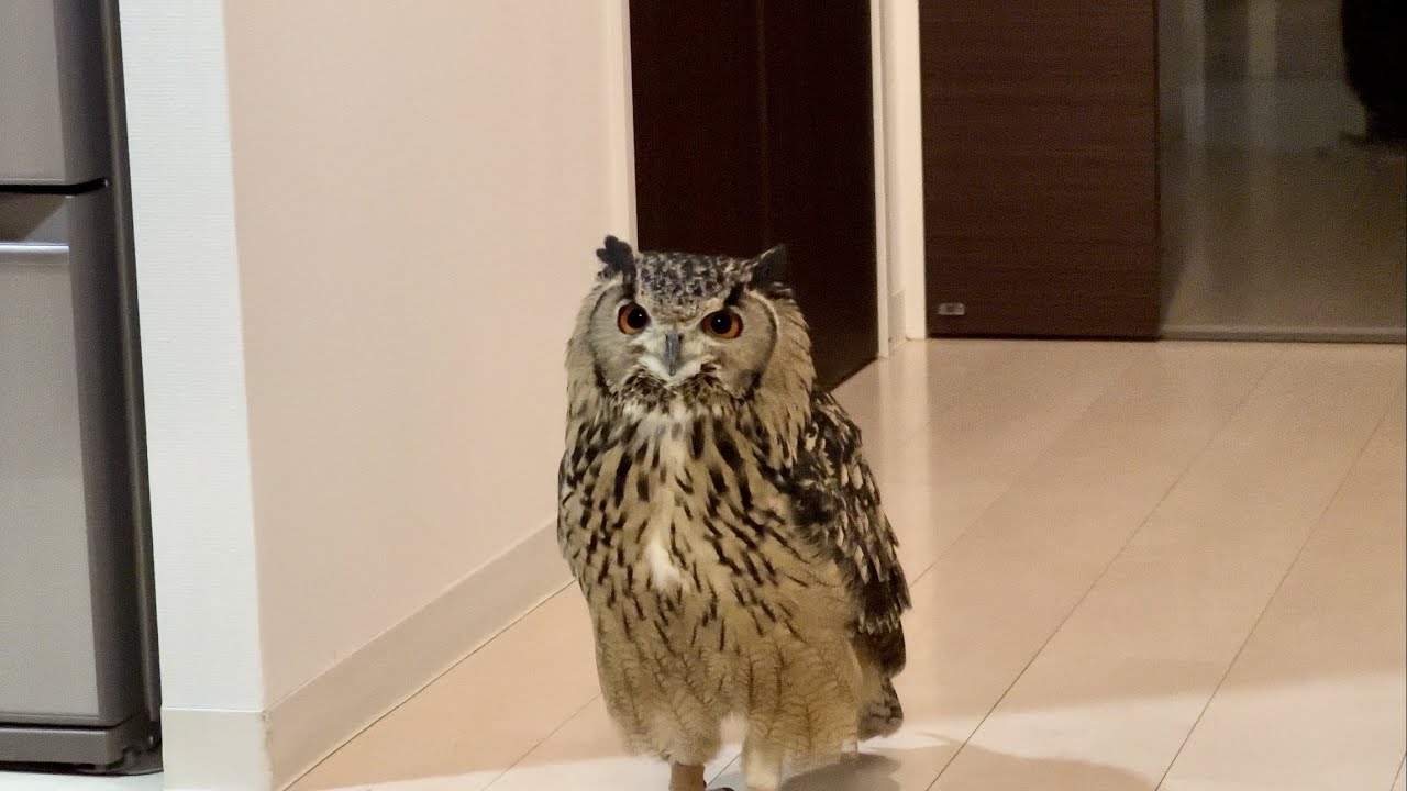 #686 暇なフクロウ Owl is not busy. 【ベンガルワシミミズク】