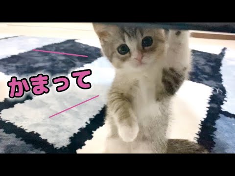 必死にぺろぺろしてくる子猫が無視できません…【スコティッシュフォールド】