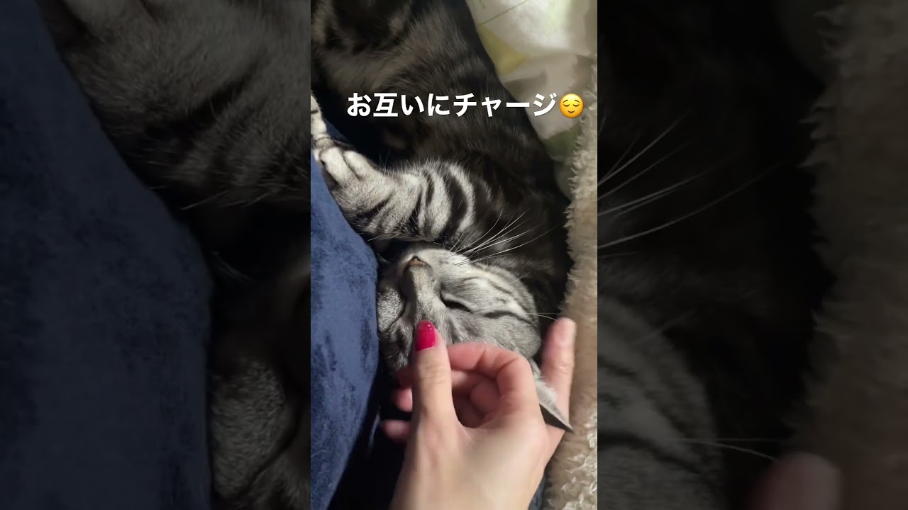 ねむいねむい…♪ #マンチカン #ねこ