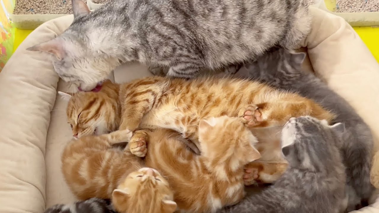 赤ちゃん子猫のお世話をしてたらママからめちゃくちゃ褒められた子猫のぽちゃくん💓