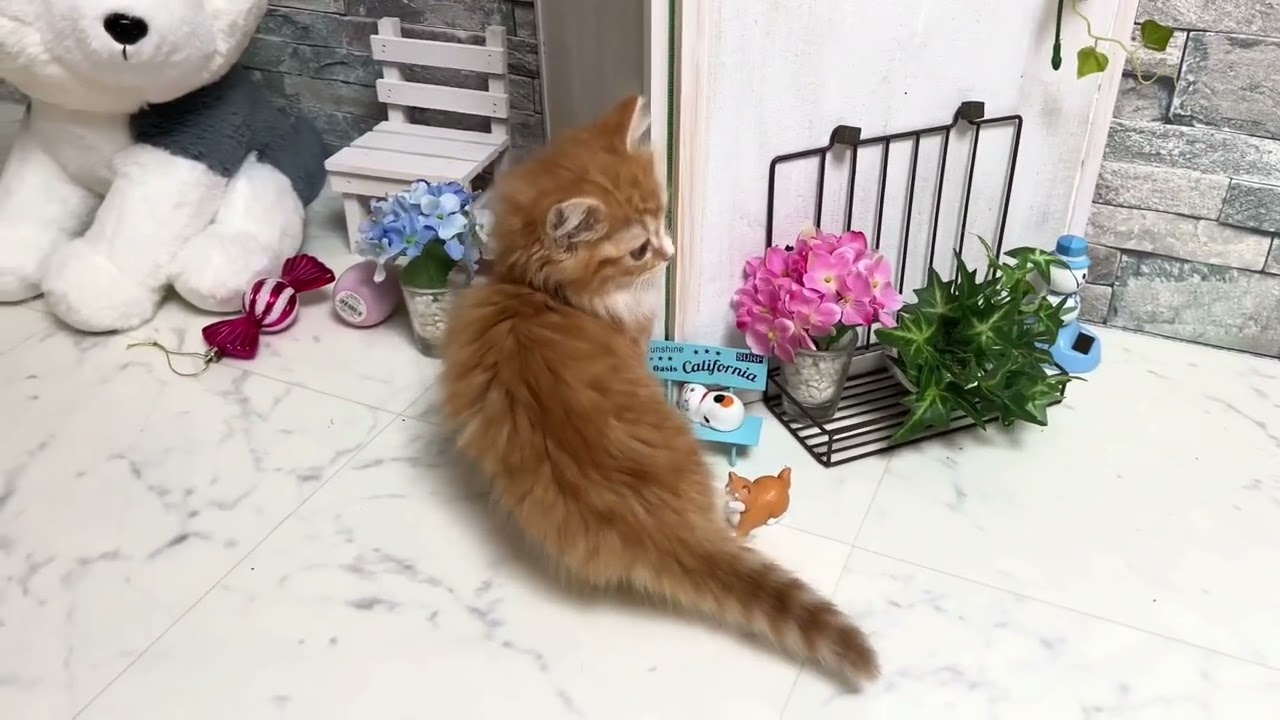 【ナナハチ’s ROOM】長足マンチカン☆ロングヘア　レッドタビー＆ホワイトの女の子　20220702