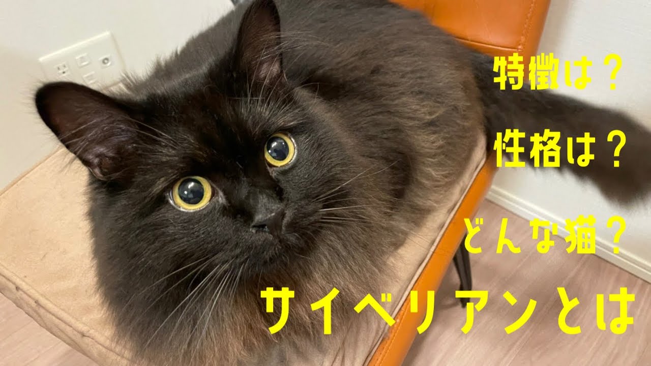 サイベリアンってどんな猫？