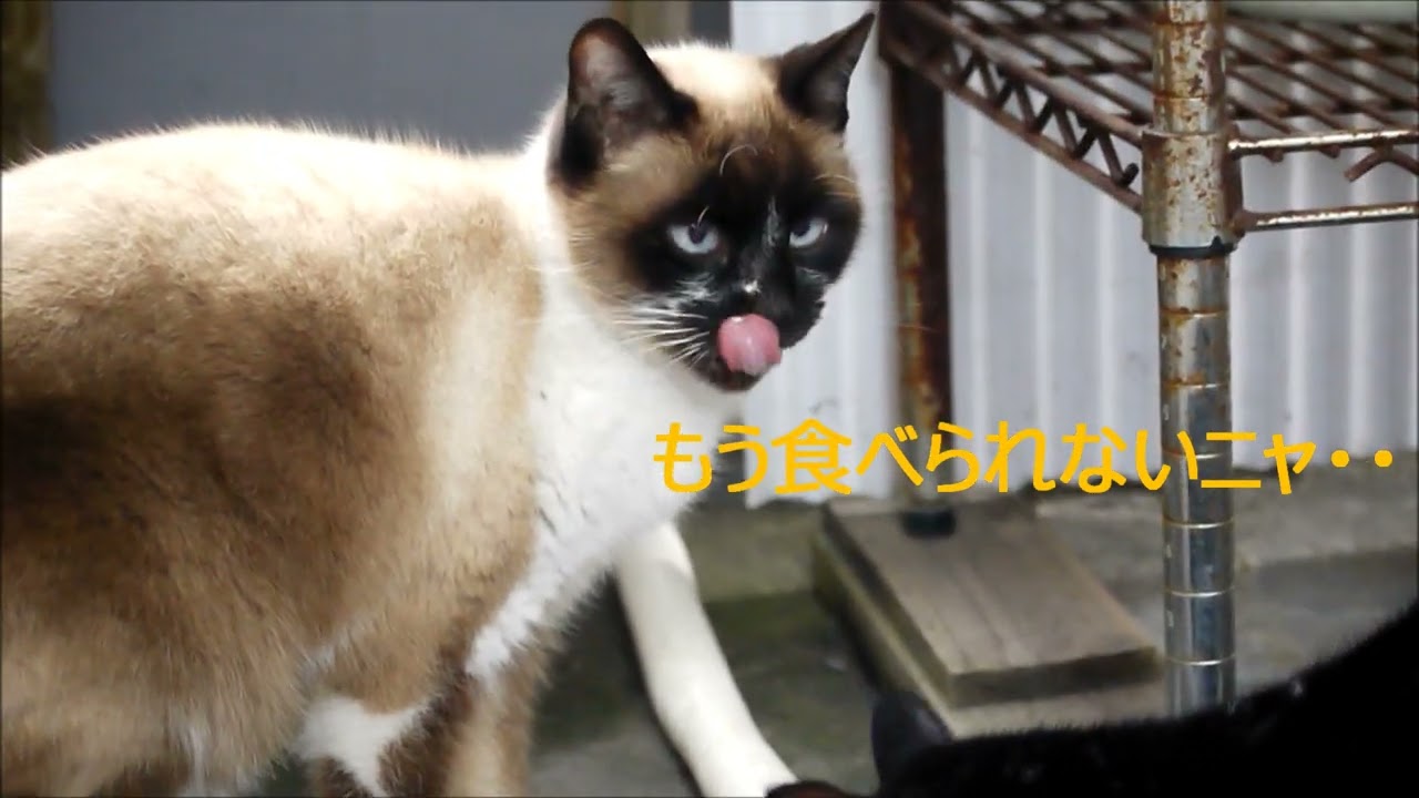 ポカポカの春です日向ぼっこを楽しむ黒白猫♀ちゃんとシャム猫♀ちゃん