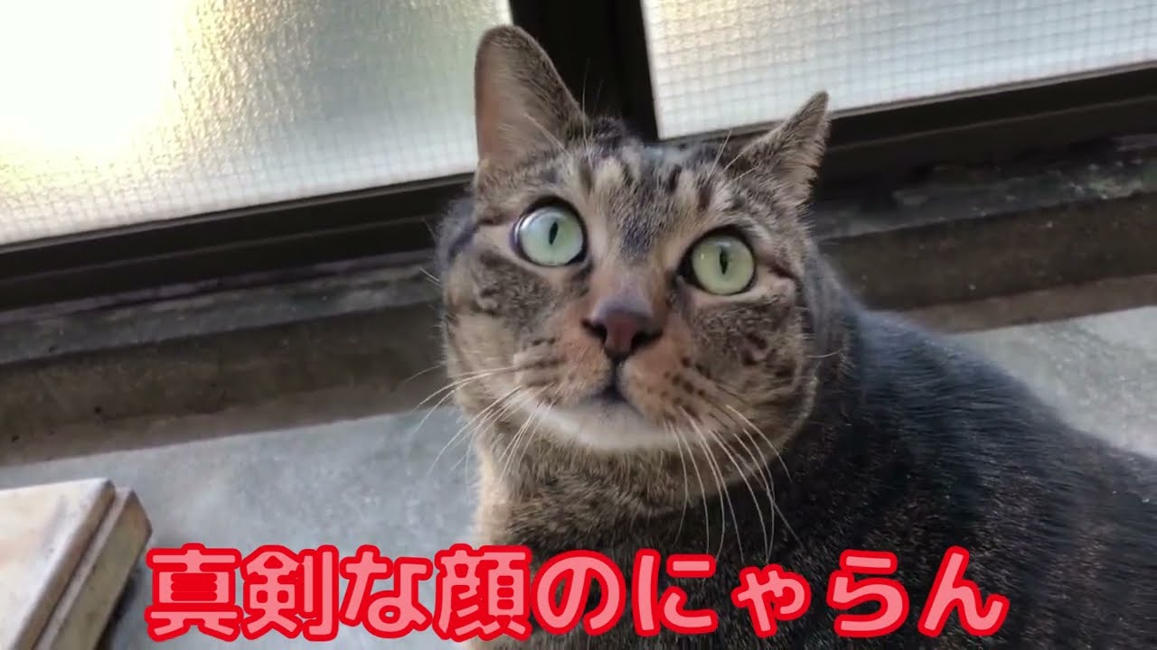 【真剣】な顔のにゃらん。【日本猫のにゃらん】