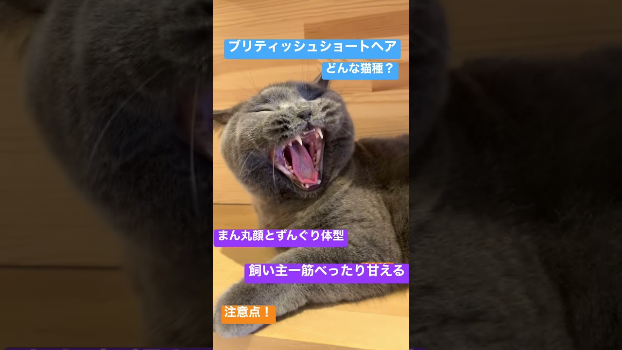 ブリティッシュショートヘアってどんな猫種？ #shorts