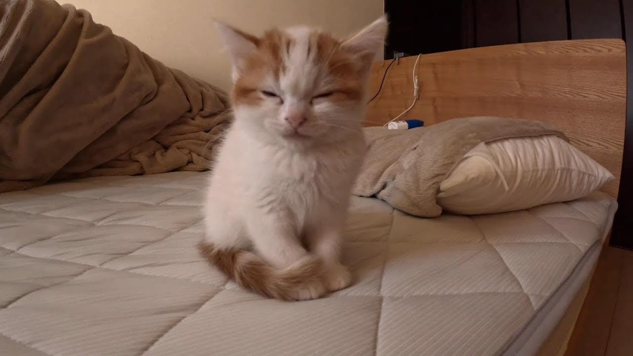 睡魔と闘う子猫がかわいい,A cute kitten fighting sleepiness