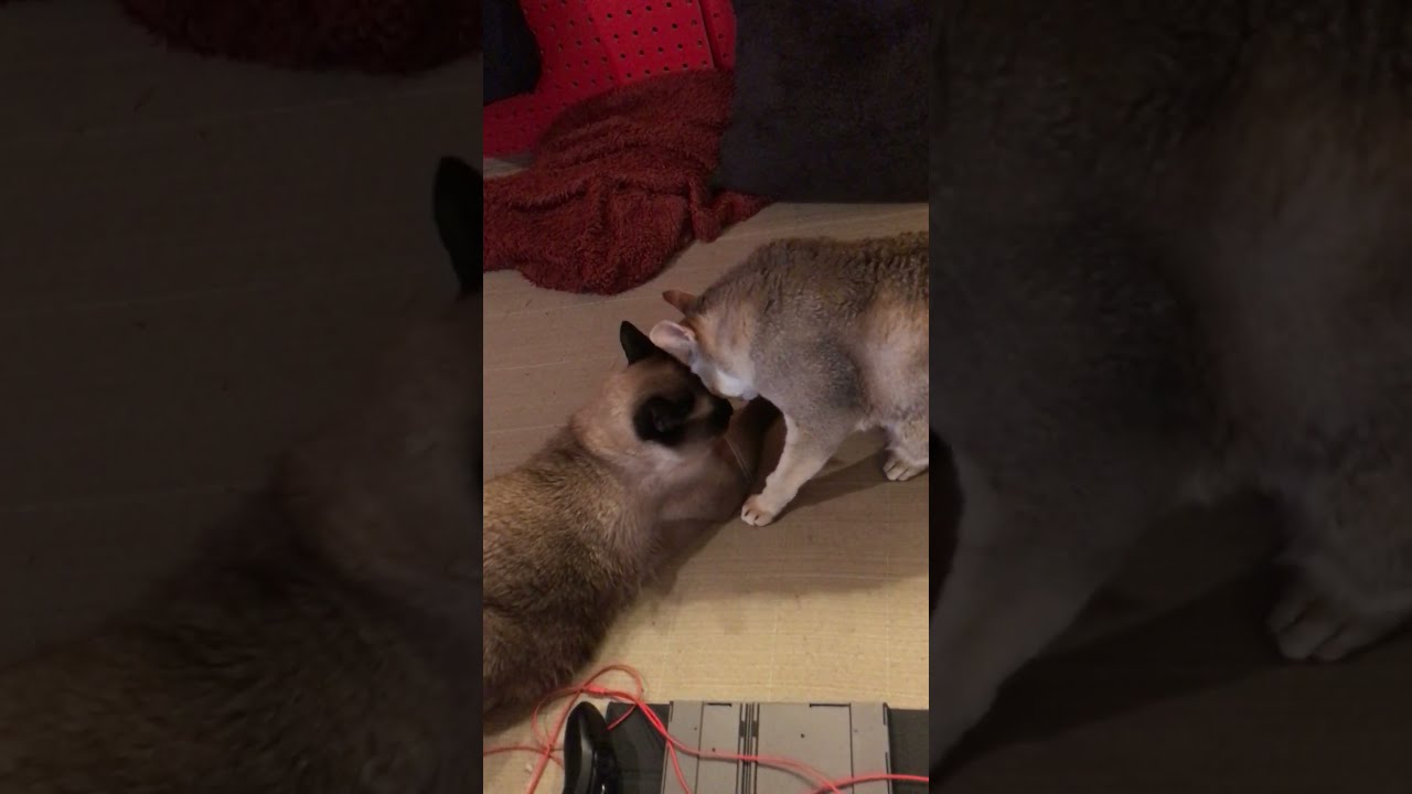 ペロペロかと思ったらガウガウされちゃったたぬき猫なのにゃ♪