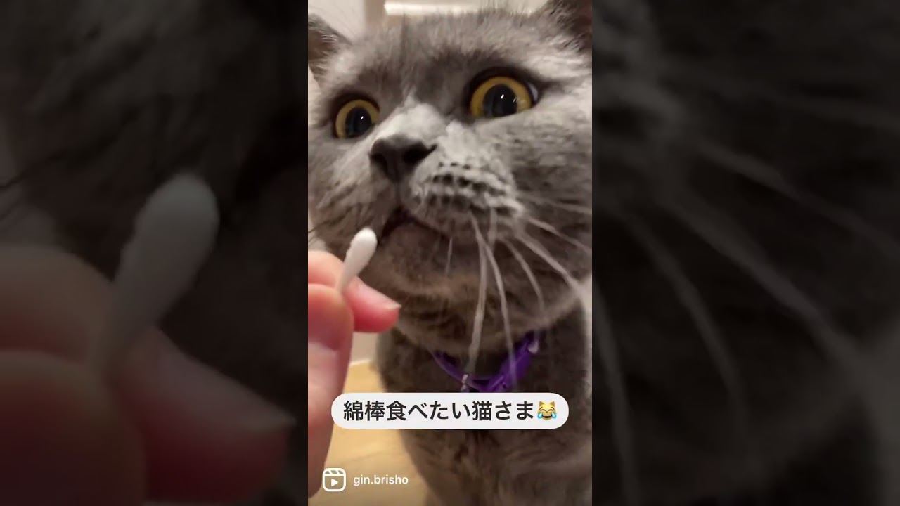 かじりたい！綿棒大好き猫さん♡【ブリティッシュショートヘア】
