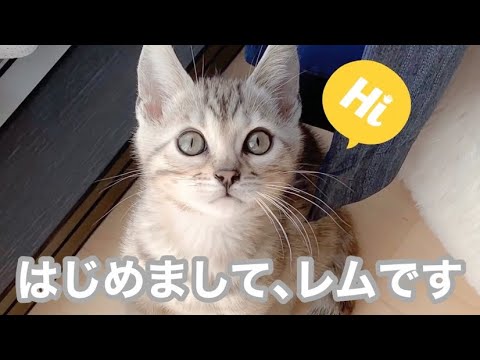 シルバーベンガルの子猫との生活のはじまり