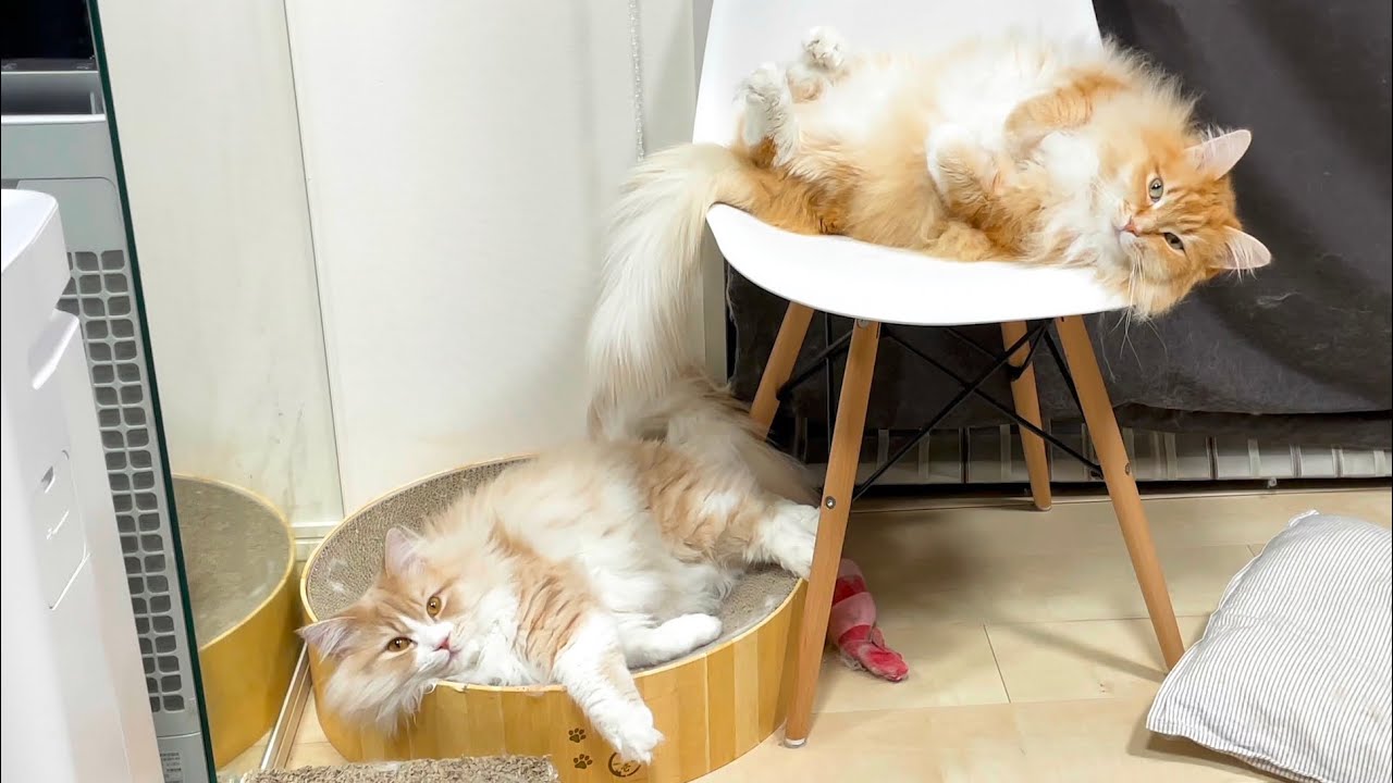 サイベリアン猫は寝姿が独特？ダラりとした寝方が可愛すぎます
