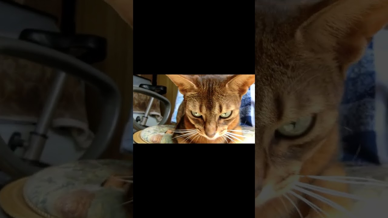 ネコ動画あび#682 　#shorts　あびの毎日　アビシニアン　あびブログ