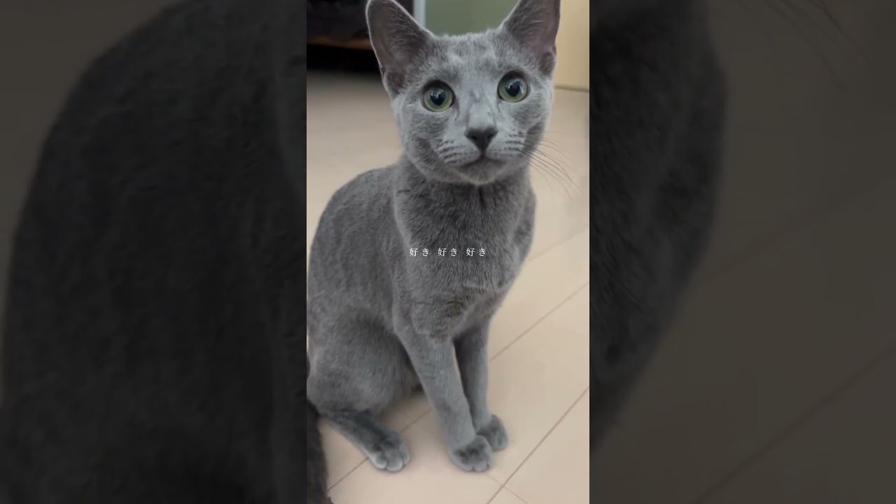 Baby you♡    #Shorts #ロシアンブルー　#ねこ　#ねこ動画　#cat #猫　#Russianblue