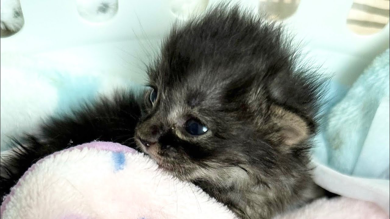 ひどい下痢に急激な体重減少‥急いで病院へ 生後13日の赤ちゃん猫【アオちゃん日記#11〜青い秋空〜】Diarrhea, weight loss, rushing to the hospital.子猫
