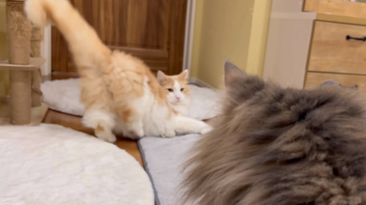 【元気もりもり】朝からハイテンションなノルウェージャンフォレストキャットww