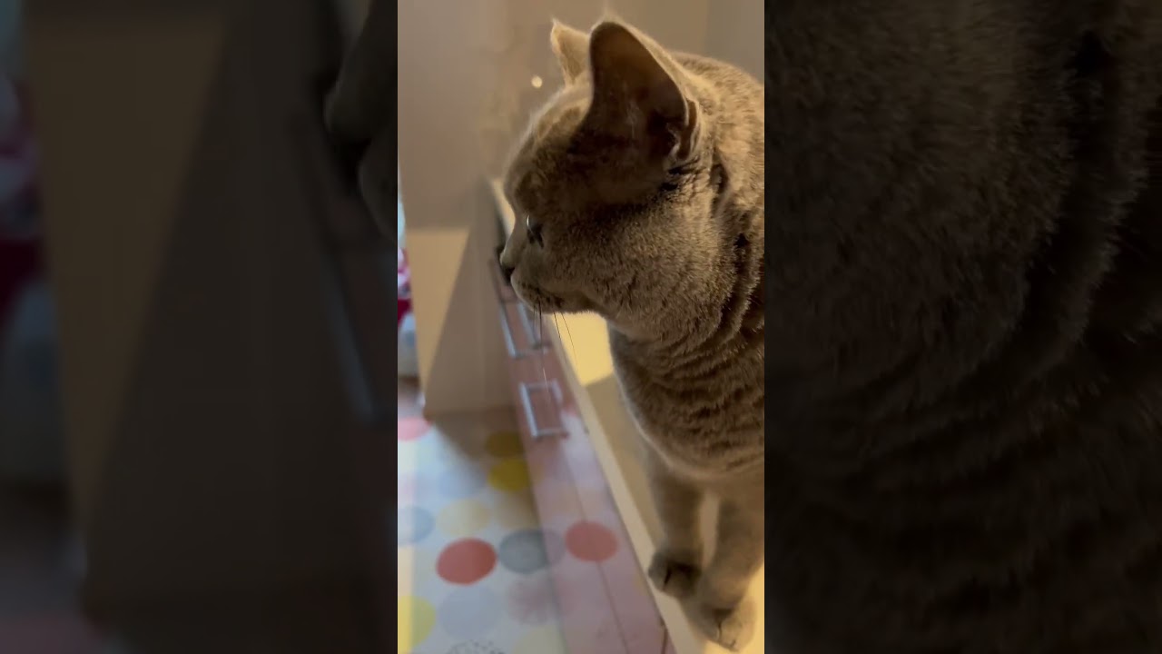 マーチがご飯をねだりに来た【ブリティッシュショートヘア/british shorthair】#billee