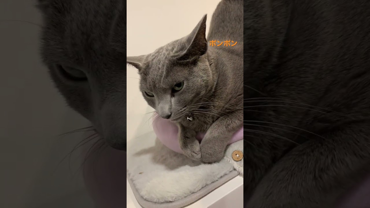 控えめなおしりポンポン#shorts #ねこ #ロシアンブルー #russianblue #cat