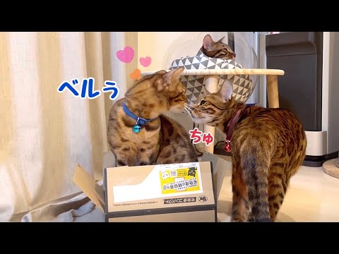 色仕掛けで旦那を退かせる嫁猫ベル