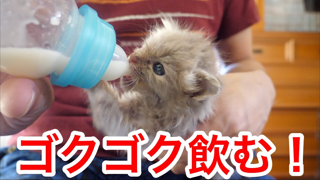 【保護猫 子猫】ミルクを沢山飲みたいと何回も要求してくる子猫【保護子猫】