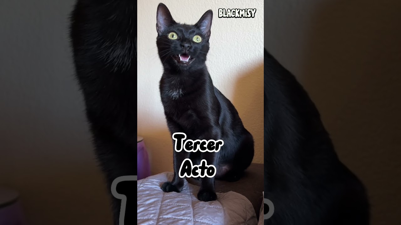 Noa y sus como se llama la obra? 😹