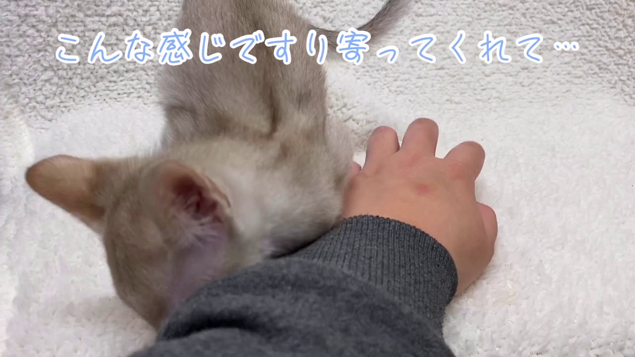 【シンガプーラ】甘えん坊がすぎる♡べったりシンガくん♡